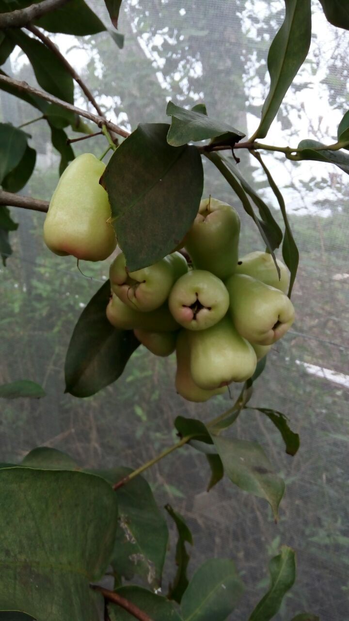 Jambu Air Deli Madu, Raih Standar Food Grade Dengan Net AgroPro