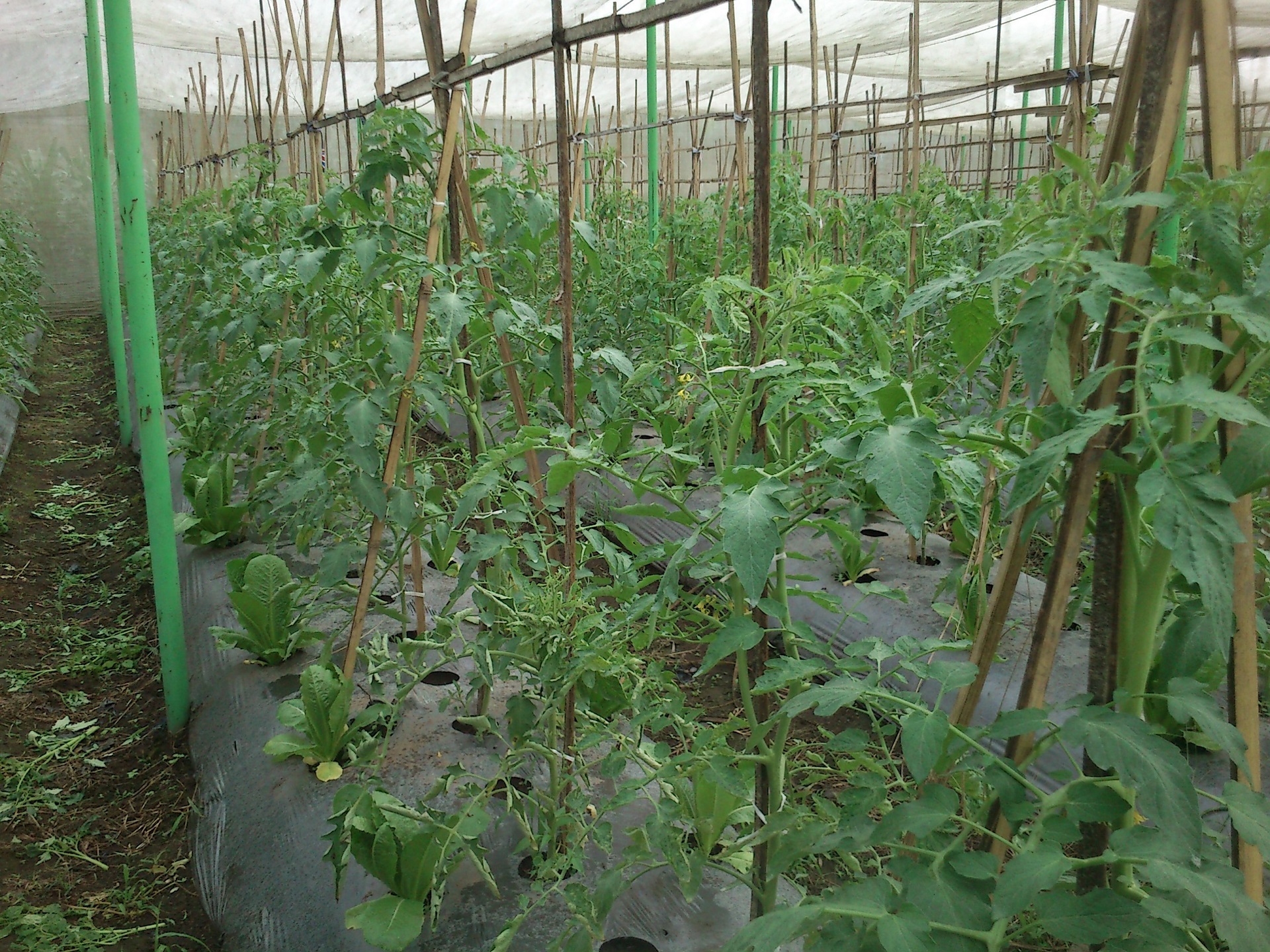 Net AgroPro Membuat Hasil Panen Tomat Melimpah