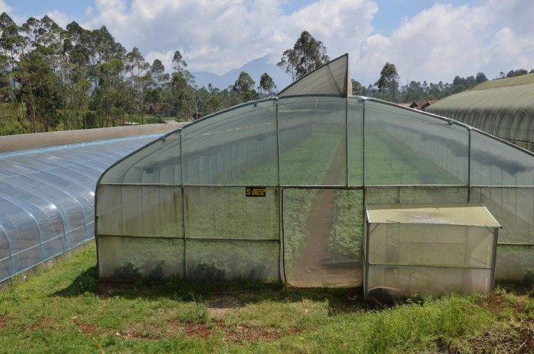 TREN URBAN FARMING AGROPRO PELINDUNG SAYURAN DI PEKARANGAN