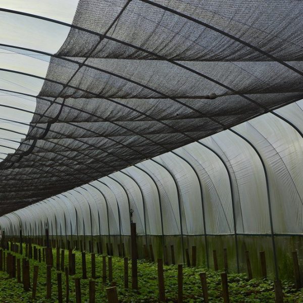 BUNGA ANGGREK TUMBUH OPTIMAL DENGAN SHADING HOUSE NET AGROPRO
