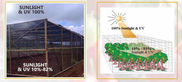 MENINGKATKAN PRODUKSI CABAI DENGAN AGROPRO
