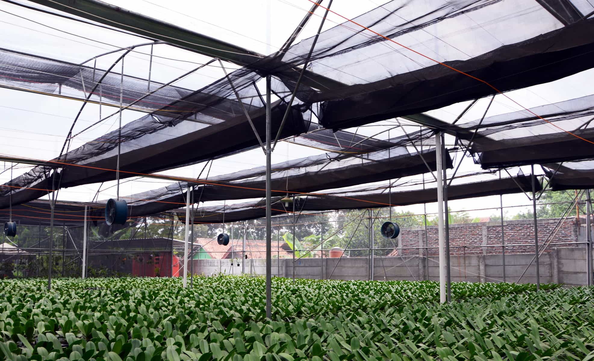 Green House tanaman sayuran