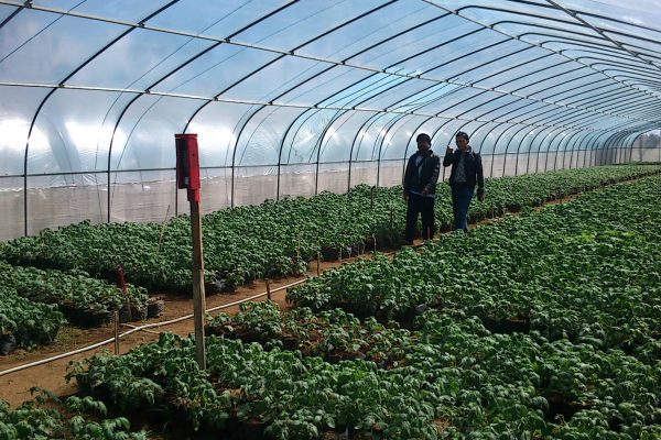 Greenhouse Tunnel Hortikultura