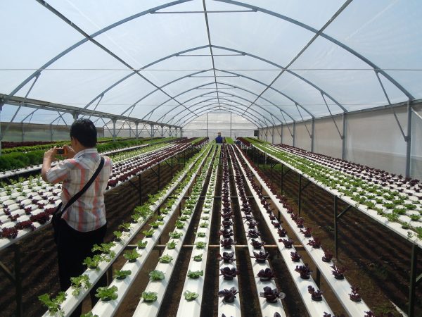 Greenhouse Hidroponik