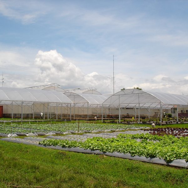 Greenhouse Budidaya Sayuran